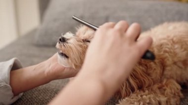 Bir kadının küçük sevimli köpeğini tarakla tımar ederken, evcil hayvan sahipliğinin şefkatini ve sevgisini yakaladığı detaylı bir manzara..