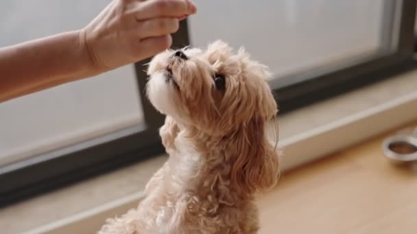 Чарівна Собака Мальтіпо Стоїть Задніх Лапах Тренуючись Невідомою Жінкою Домашньому — стокове відео