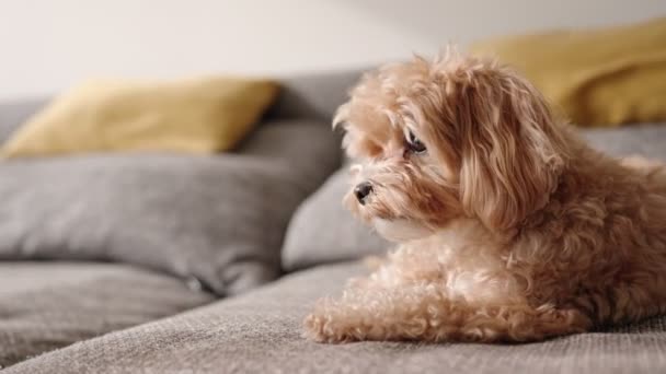 Nahaufnahme Eines Verspielten Maltipoo Hundes Der Sich Mit Einem Unkenntlichen — Stockvideo