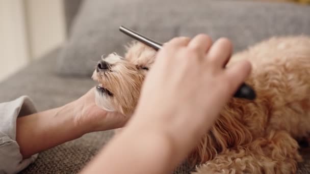 Bir Kadının Küçük Sevimli Köpeğini Tarakla Tımar Ederken Evcil Hayvan — Stok video