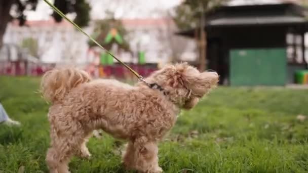 Cão Bonito Maltipoo Está Sendo Caminhado Uma Coleira Explorando Grama — Vídeo de Stock