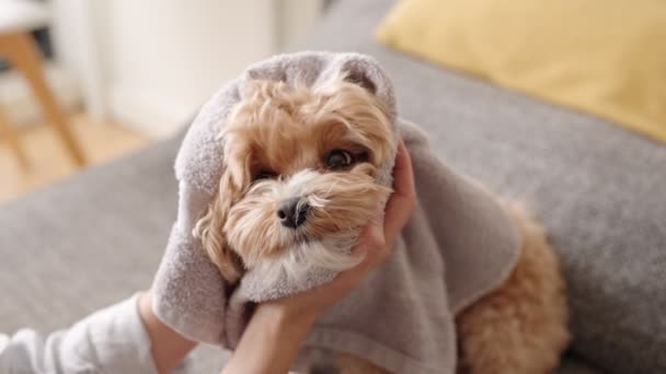 お風呂のあとタオルに包まれた魅力的な犬は 飼い主がふわふわの毛皮を乾かしている間 快適に室内に座りました — ストック動画