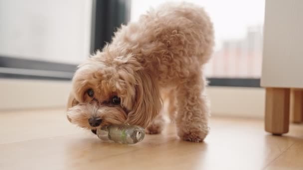 魅力的な犬は おもちゃの骨で注意深く遊んでおり おいしいスナックに到達することを決めています — ストック動画