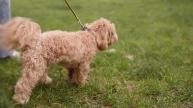 Bir kadının sevimli kıvırcık köpeğiyle parkta dolaştığı yürüyüş sahnesi. Arkadaşlık gösterisi ve açık hava aktivitesi..