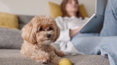 Sevimli altın köpek kanepenin üzerinde bir oyuncak topun yanında oturuyor. Odaklanamayan sahibi bir dizüstü bilgisayarda çalışıyor. Arkadaşlığı ve uzaktan çalışmayı ön plana çıkarıyor..