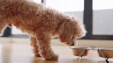 Yumuşak, kıvırcık bir köpek yemeğini ahşap bir zemindeki paslanmaz çelikten yiyor..