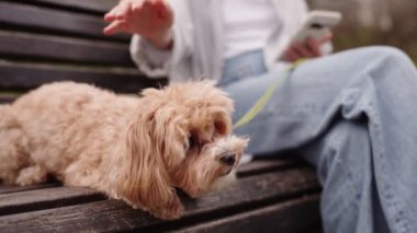 Tanınmayan bir kadın, bir bankta oturmuş, bir evcil hayvan ve sahibi arasındaki sevgi ve arkadaşlık anını canlandırırken sevimli geyik renkli köpeğini okşuyor..