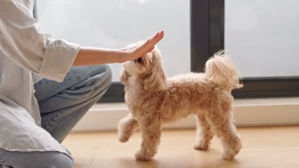 Una Joven Irreconocible Vestida Con Ropa Casual Entrena Atento Perro — Vídeos de Stock