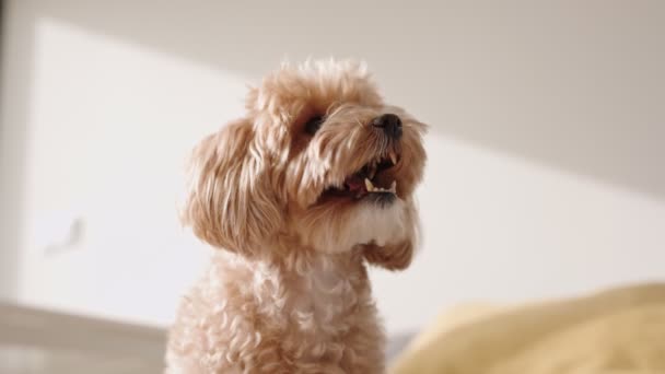 魅力的なカーリーコートのマルティポー犬は 落ち着いた仲間の感覚を除いて 屋内で自然光の暖かさを楽しんでいます — ストック動画
