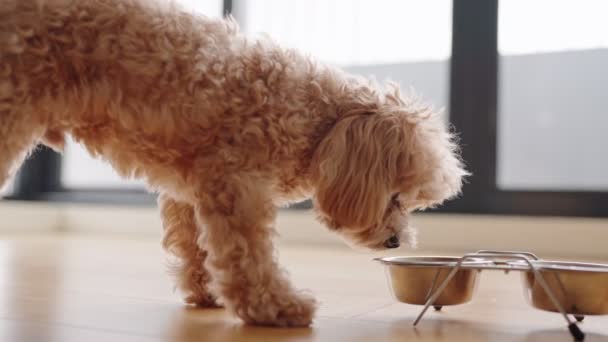 Puszysty Kręcony Pies Zjada Posiłek Miski Stali Nierdzewnej Drewnianej Podłodze — Wideo stockowe