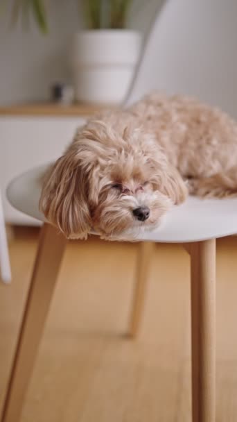 Entzückender Brauner Flauschiger Hund Der Auf Einem Weißen Stuhl Liegt — Stockvideo