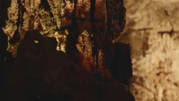 在灯光昏暗的洞穴里 从天花板上滴下明显的湿气和水滴 形成了一种自然美和地质奇观的氛围 — 图库视频影像
