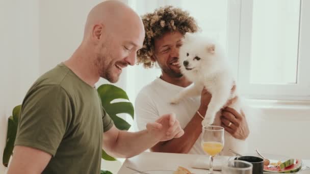 ゲイのカップルを代表する2人の幸せな男性は 愛らしい白いスピッツ犬と楽しい朝食の瞬間を共有します — ストック動画