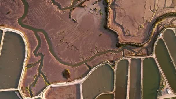 周囲の水路を持つ水産養殖池の複雑なパターンと構造を捉えたオーバーヘッドショット — ストック動画
