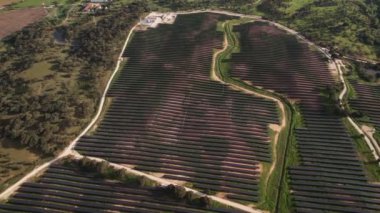 Geniş bir fotovoltaik enerji istasyonu manzarasının üzerinde doğal ortamların arasında sıra sıra güneş panelleri sergileniyor..