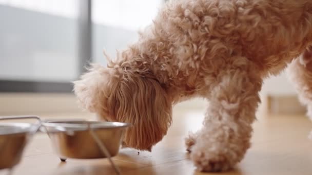 Primer Plano Perro Doméstico Esponjoso Comiendo Tazón Dentro Una Casa — Vídeos de Stock