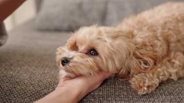 Sevimli bir bej köpeğini tımar eden, rahat bir kanepede özel bir köpek tarağıyla kıvırcık kürküne bakan biri..