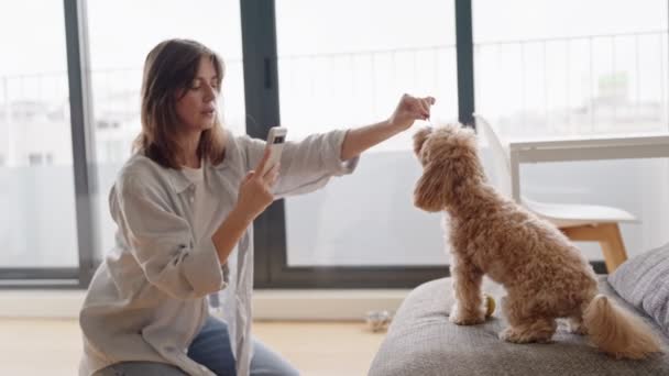 Focused Woman Trains Her Adorable Maltipoo Give Paw While Recording — Stock Video