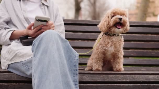 一只行为端庄的恶狗坐在一条长椅上 旁边坐着一位忙着使用智能手机的女店主 这表明了她的友情和忠诚 — 图库视频影像