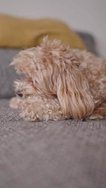 Χαριτωμένο Σγουρό Σκυλί Ξαπλωμένο Έναν Καναπέ Μασώντας Ένα Παιχνίδι Διανομής — Αρχείο Βίντεο