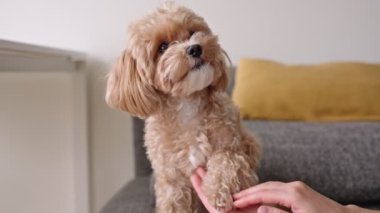 Şefkatli bir mal sahibi maltipoo 'nun patisini şefkatle tutar ve kapalı bir yerde güven ve arkadaşlık bağı yaratır..
