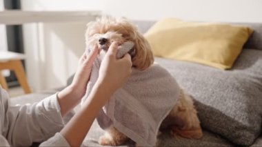 Yumuşak bir havluyla, banyo sonrası evde evcil hayvan bakımı tasvir ederek tüylü köpeğini nazikçe kurutan bir insan..