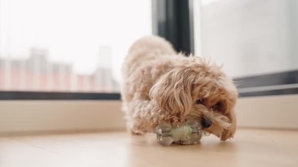 Close Maltipoo Dog Memfokuskan Diri Mengunyah Mainan Makanan Yang Transparan — Stok Video
