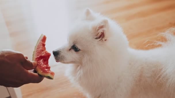 Ett Uppriktigt Ögonblick När Man Matar Sin Vita Hund Med — Stockvideo