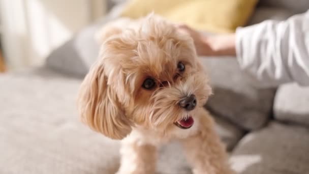 居心地の良い家の設定で幸せでコンテンツの表現を示し 人から賭けを楽しんでいるかわいいマルティポー犬の詳細なクローズアップショット — ストック動画