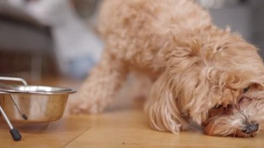 Şirin pofuduk köpek evdeki ahşap bir zeminde metal bir kaseden dikkatlice yemek yiyor ve günlük evcil hayvan yaşamını gösteriyor..