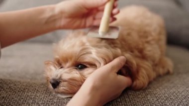 Evcil hayvan sahibi tarakla tüylü bir maltipoo tımarlıyor, evdeki rahat bir kanepede köpek kürküne bakıyor..