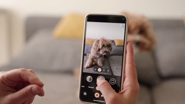 スマートフォンで愛らしいペット犬を撮影し 遊び心と大切な瞬間を家で捉える — ストック動画