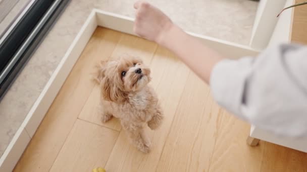 Küçük Tüylü Köpeğine Ahşap Zeminde Arka Ayakları Üzerinde Durmayı Öğreten — Stok video