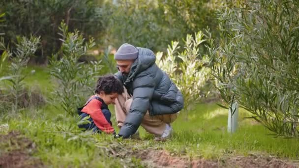 Otec Jeho Malý Syn Vykopávají Zahradě Jámu Lopatou Připravují Zasadit — Stock video