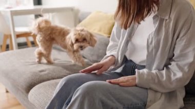 Günlük giysiler içinde bir kadın sevimli köpeğini sıcak bir ev ortamında kucağına oturmaya davet ederken görülüyor..