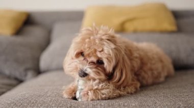 Yiyecek dağıtan bir oyuncağı çiğneyen sevimli bir köpeğe yakın plan bir görüntü, ödül almaya odaklanmış..