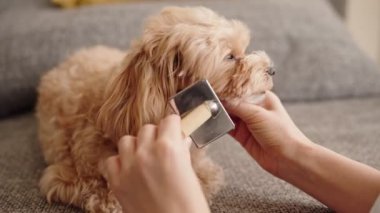 Hayvan sahibi kürk bakımı için özel bir köpek tarağı kullanarak sevimli bir Maltipoo köpeğinin tüylerini dikkatlice tarıyor ve tarıyor..