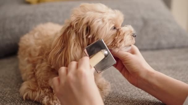 Pet Owner Carefully Grooming Combing Fur Cute Maltipoo Dog Using — Stockvideo