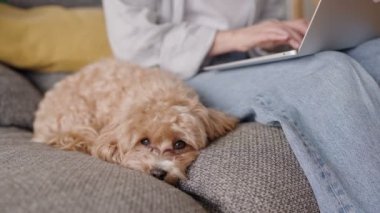 Şirin bir maltipoo köpeği rahat görünen rahat bir kanepede uzanıyor. Kadın sahibi bilgisayarının yanında çalışıyor..