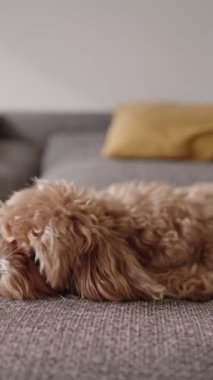 Samimi bir kanepede top oynayan bir köpekle sahibi arasındaki samimi ve eğlenceli bir etkileşimi gösteren detaylı bir görüntü..