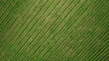 Paralel satırları olan yemyeşil bir üzüm bağının düzenli desenini gösteren hava görüntüsü. Tarım ve şarapla ilgili kavramlar için mükemmel.