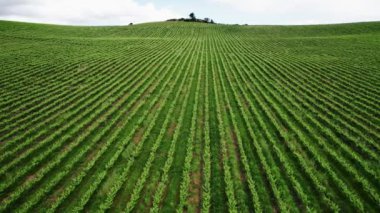 Uçsuz bucaksız bir üzüm bağının havadan görünüşü, yemyeşil üzüm bağları bulutlu bir gökyüzünün altındaki tepeleri kaplıyor..