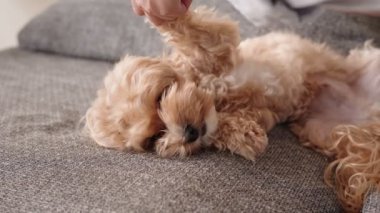 Maltipoo köpeğinin evcil hayvan bakımı ve şefkat tasvir ettiği rahat bir kanepede sahibinin taramasından zevk aldığı nazik bir bakım anı..