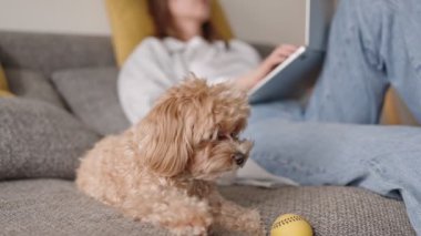 Bir kadın rahat bir şekilde dizüstü bilgisayarında çalışır. Kanepede dinlenir, sevimli köpeğini sevgiyle okşar..