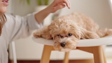 Yumuşak, uyuyan bir köpeğin, sahibinin elleriyle nazikçe okşadığı, sükunet ve bakım hissi veren, koltuğun üzerindeki huzurlu bir yakın görüntüsü..