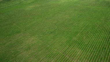 Havadan bakıldığında, yemyeşil bir alanda düzgün hizalanmış sıraları olan geniş bir üzüm bağının tarımsal güzelliği ve dinginliği yakaladığı görülüyor..