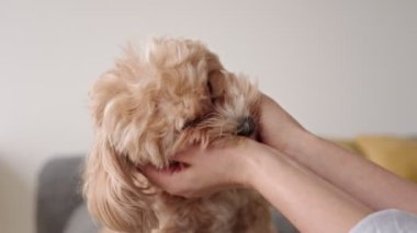 Sevecen bir insanın sevimli pofuduk bir köpeği kucaklayıp okşaması, sevgi, ilgi ve dostluğu çağrıştıran yakın plan bir görüntü..