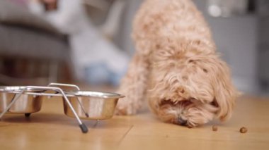 Yumuşak, tapılası bir köpek evcil hayvan hayatının bir anını sergileyerek evde kuru mama yerken görülüyor..