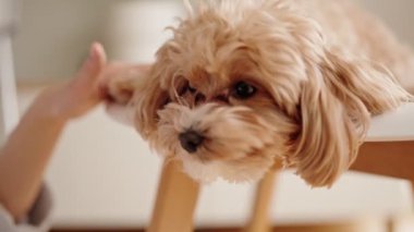 Bir köpeğin sandalyede uyuduğu ve sahibinden sevgi gördüğü huzurlu bir anı yakalayan yakın plan bir görüntü..