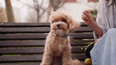 Şirin bir Maltipoo köpeği, park bankında sabırla beklerken bayan sahibi yakınlardaki akıllı telefonu üzerinde çalışıyor..